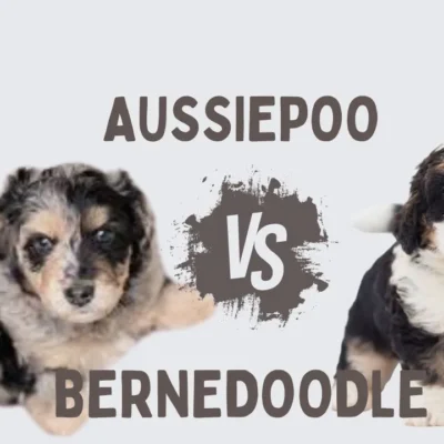 What Size AussieDoodle or BerneDoodle Is Right for You?