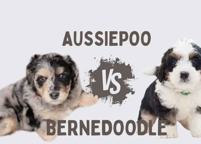 What Size AussieDoodle or BerneDoodle Is Right for You?