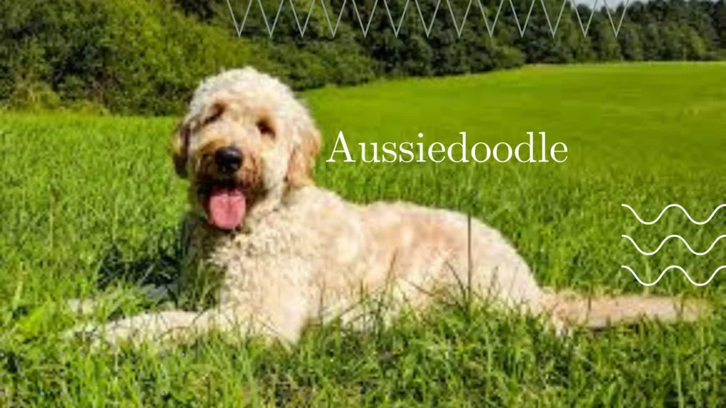 An Australian Shepherd dog resting peacefully on a lush green lawn, enjoying a sunny day outdoors.