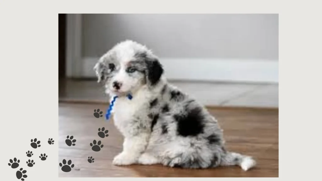 A playful puppy sits on the floor surrounded by scattered paw prints, showcasing its adorable charm and energy.