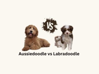 A playful Australian Shepherd and a friendly Labradoodle face off in a vibrant outdoor setting, showcasing their unique traits.