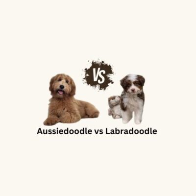 A playful Australian Shepherd and a friendly Labradoodle face off in a vibrant outdoor setting, showcasing their unique traits.