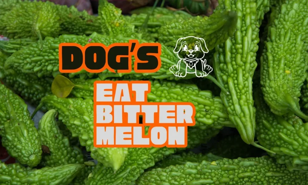 Can Dogs Eat Bitter Melon? Benfits | Risk | Serve