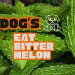 Can Dogs Eat Bitter Melon? Benfits | Risk | Serve