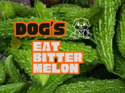 Can Dogs Eat Bitter Melon? Benfits | Risk | Serve