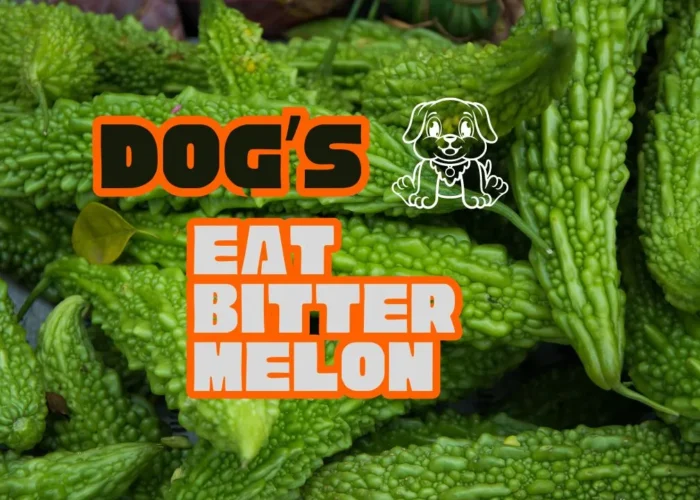 Can Dogs Eat Bitter Melon? Benfits | Risk | Serve