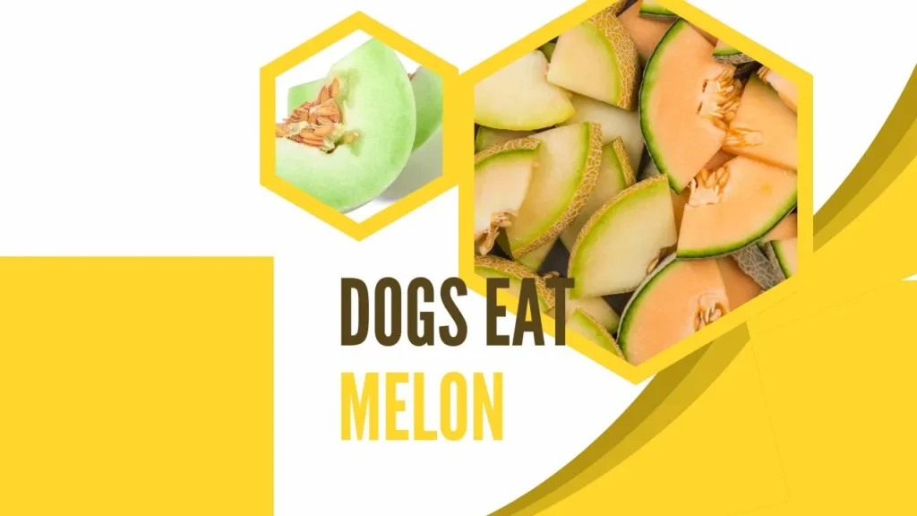 How Much Melon Should You Give Your Dog?