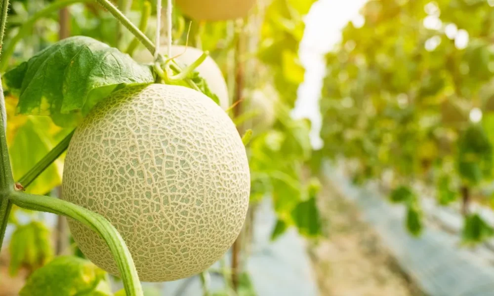 Can Dogs Eat Melon, Cantaloupe, or Honeydew?