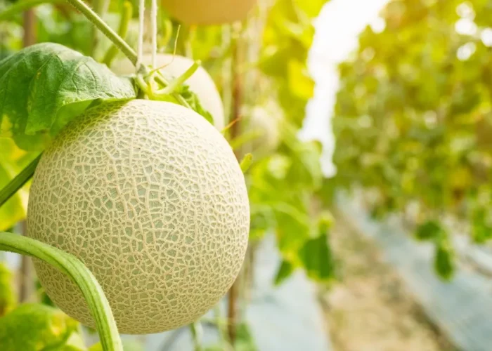 Can Dogs Eat Melon, Cantaloupe, or Honeydew?