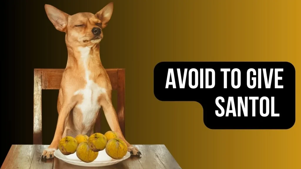 Avoid to give santol to your dog