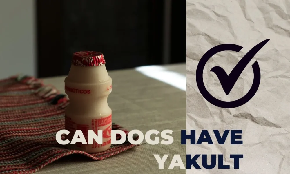 Can Dogs Have Yakult? Explore Serving, Risks & Probiotics