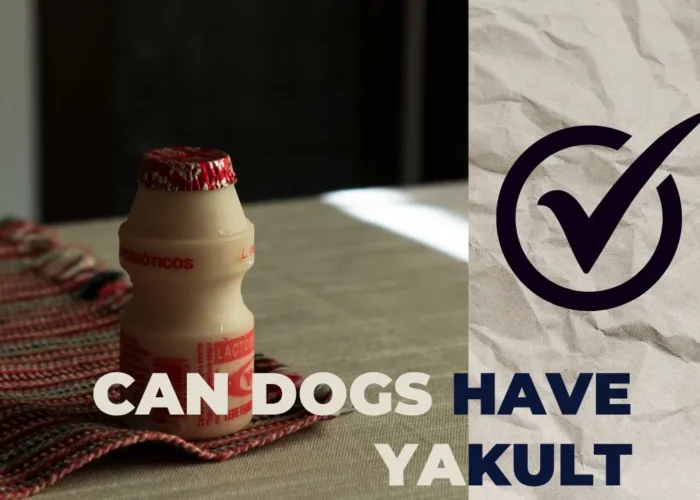 Can Dogs Have Yakult? Explore Serving, Risks & Probiotics