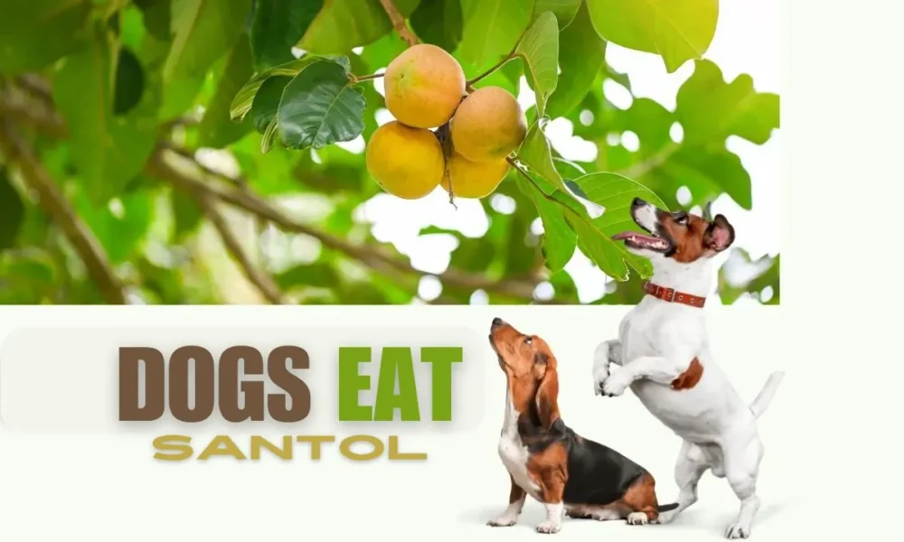 Can Dogs Eat Santol? | What is Santol? | Health | Risk