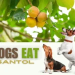 Can Dogs Eat Santol? | What is Santol? | Health | Risk