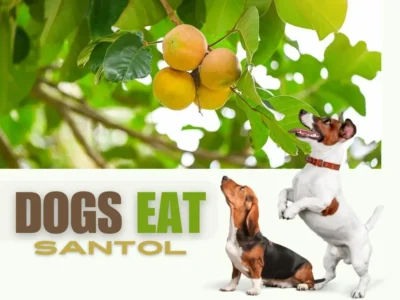 Can Dogs Eat Santol? | What is Santol? | Health | Risk