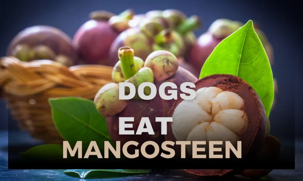 Can Dogs Eat Mangosteen? Is Mangosteen Safe for Dogs?