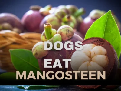 Can Dogs Eat Mangosteen? Is Mangosteen Safe for Dogs?