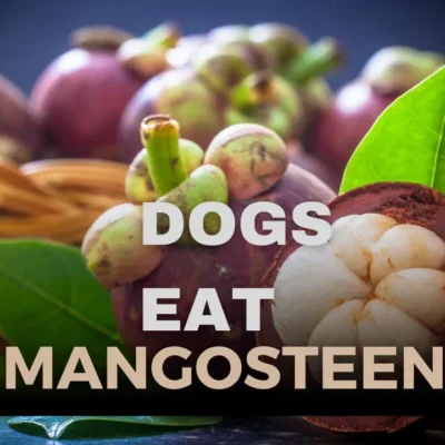 Can Dogs Eat Mangosteen? Is Mangosteen Safe for Dogs?