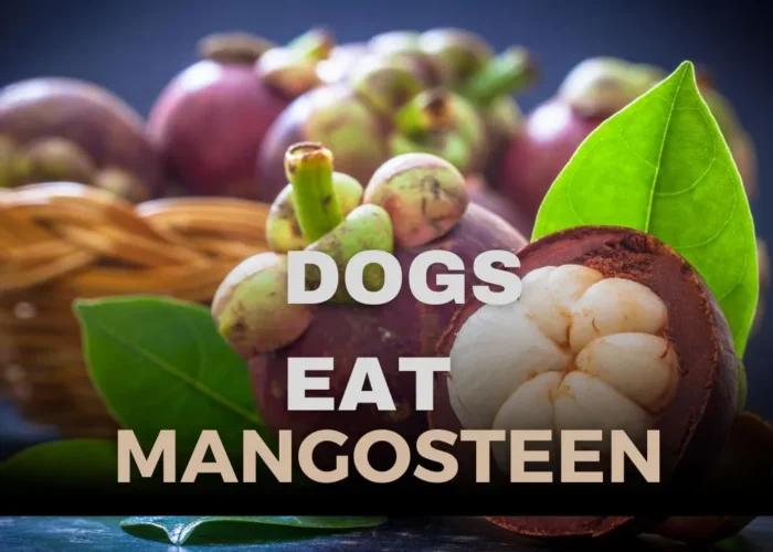 Can Dogs Eat Mangosteen? Is Mangosteen Safe for Dogs?