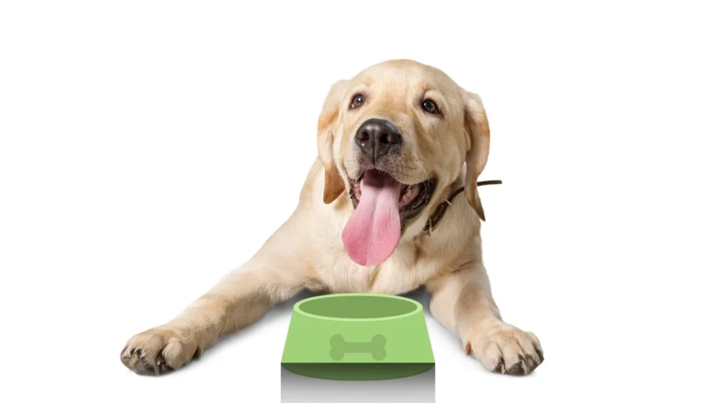 A relaxed dog lying down with its tongue out, enjoying a moment of leisure in a sunny spot.