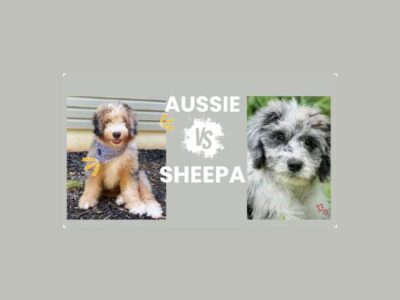 A playful scene depicting an Australian shepherd dog engaging with a sheep in a sunny outdoor setting.