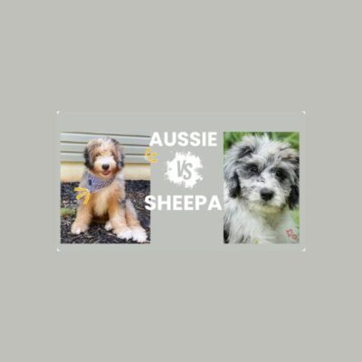 A playful scene depicting an Australian shepherd dog engaging with a sheep in a sunny outdoor setting.