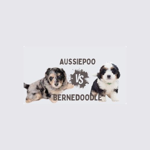 A playful Australian Shepherd and a friendly Bernedoodle face off in a vibrant outdoor setting, showcasing their unique traits.