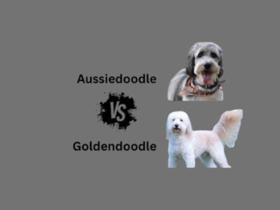 Comparison image of Aussiedoodle and Golden Doodle showcasing their distinct features and characteristics side by side.