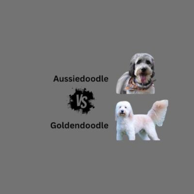 Comparison image of Aussiedoodle and Golden Doodle showcasing their distinct features and characteristics side by side.