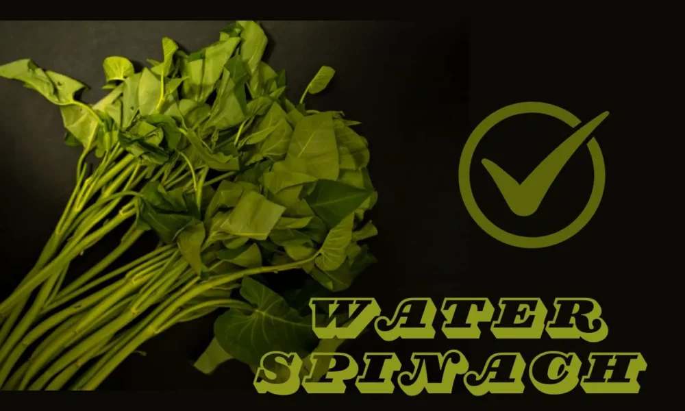 Can Dogs Eat Water Spinach? | Benefits | Risk | FAQs