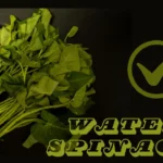 Can Dogs Eat Water Spinach? | Benefits | Risk | FAQs