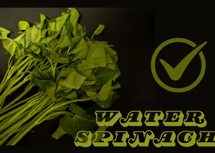 Can Dogs Eat Water Spinach? | Benefits | Risk | FAQs