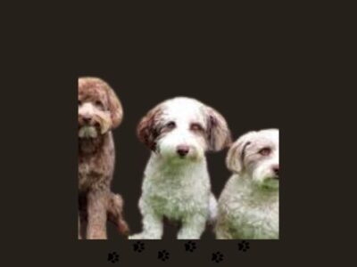 Three dogs sit closely together against a warm brown background, showcasing their unique features and expressions.