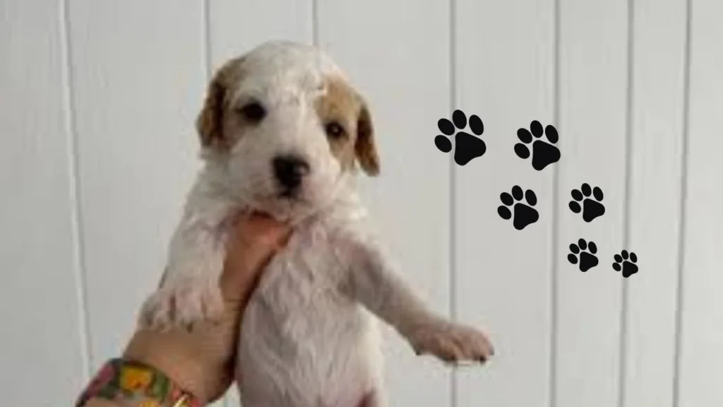 A person gently cradles a small white dog adorned with cute paw prints on its fur.