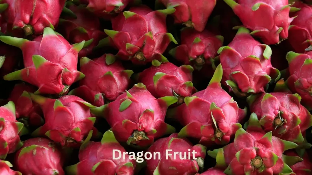 Dragon fruit, a vibrant tropical fruit, is cultivated in the Philippines, known for its unique appearance and tast