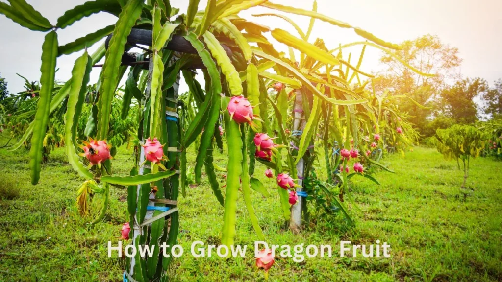 A step-by-step guide on cultivating dragon fruit, showcasing planting, care, and harvesting techniques.