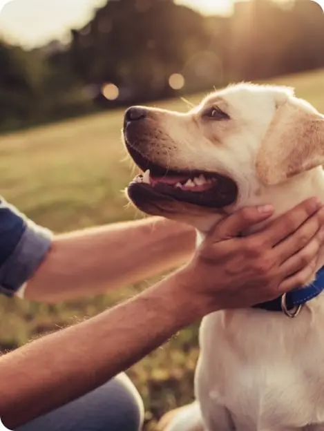 A person gently petting a dog while sitting on the grass, enjoying a moment of companionship in a serene outdoor setting.