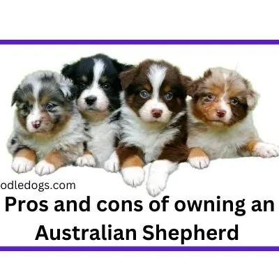 A balanced view of Australian Shepherd ownership, highlighting both advantages and disadvantages in a visually engaging format.