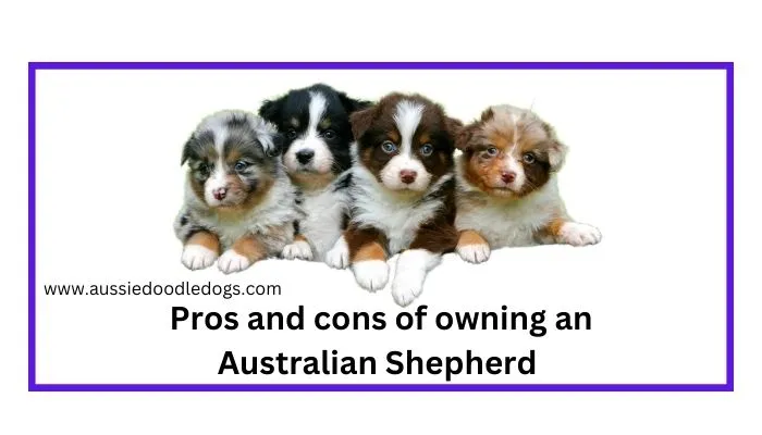 A balanced view of Australian Shepherd ownership, highlighting both advantages and disadvantages in a visually engaging format.