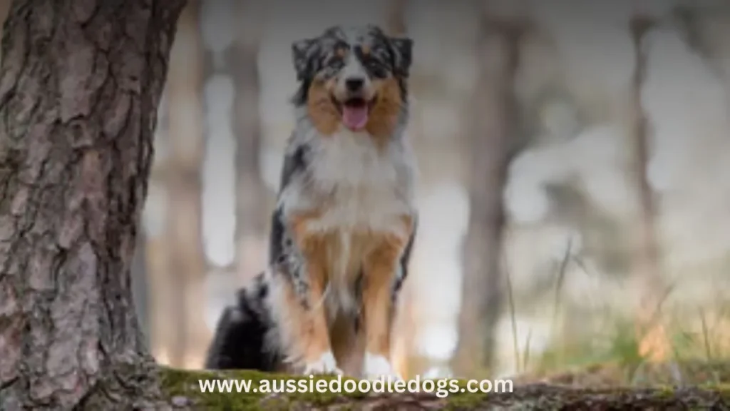 An Australian Shepherd dog standing alert in a lush green forest, surrounded by trees and dappled sunlight.